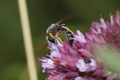 Halictus compressus